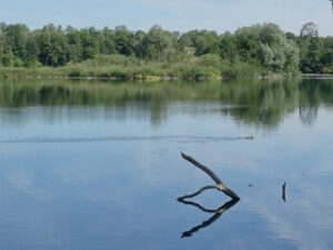 Der Ewaldsee in Gelsenkirchen Resser Mark im Juni 2020