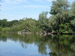 Der Ewaldsee in Gelsenkirchen Resser Mark im Juni 2020
