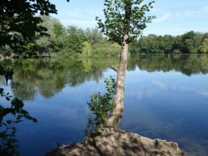 Der Ewaldsee in Gelsenkirchen Resser Mark im Juni 2020