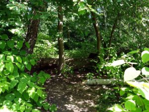 Der Ewaldsee in Gelsenkirchen Resser Mark im Juni 2020