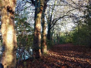 Der Ewaldsee in Gelsenkirchen Resser Mark im Oktober 2020