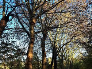 Der Ewaldsee in Gelsenkirchen Resser Mark im Oktober 2020