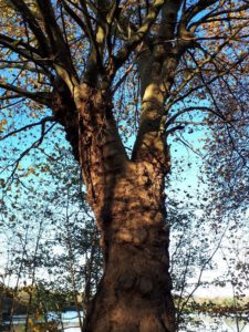 Der Ewaldsee in Gelsenkirchen Resser Mark im Oktober 2020