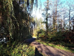 Der Ewaldsee in Gelsenkirchen Resser Mark im Oktober 2020