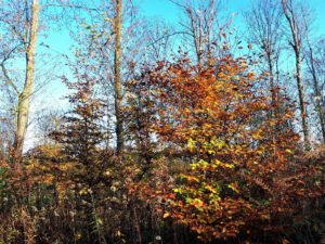 Der Ewaldsee in Gelsenkirchen Resser Mark im Oktober 2020