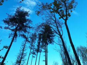 Der Ewaldsee in Gelsenkirchen Resser Mark im Oktober 2020