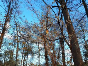 Der Ewaldsee in Gelsenkirchen Resser Mark im Oktober 2020