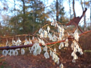 Der Ewaldsee in Gelsenkirchen Resser Mark im Oktober 2020