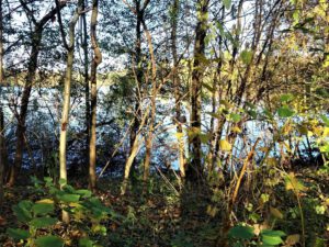 Der Ewaldsee in Gelsenkirchen Resser Mark im Oktober 2020