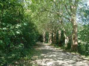 Der Ewaldsee in Gelsenkirchen Resser Mark im Juni 2020