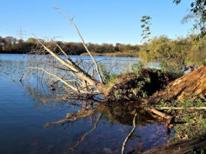 Der Ewaldsee in Gelsenkirchen Resser Mark im Oktober 2020