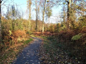 Der Ewaldsee in Gelsenkirchen Resser Mark im Oktober 2020