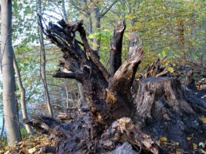 Der Ewaldsee in Gelsenkirchen Resser Mark im Oktober 2020