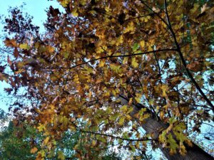 Der Ewaldsee in Gelsenkirchen Resser Mark im Oktober 2020