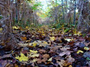 Der Ewaldsee in Gelsenkirchen Resser Mark im Oktober 2020
