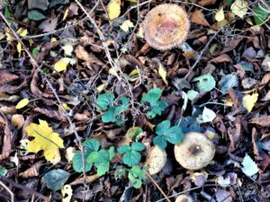 Der Ewaldsee in Gelsenkirchen Resser Mark im Oktober 2020
