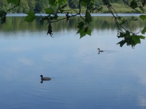 Der Ewaldsee in Gelsenkirchen Resser Mark im Juni 2020