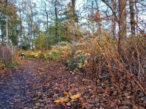 Der Ewaldsee in Gelsenkirchen Resser Mark im Oktober 2020