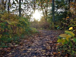 Der Ewaldsee in Gelsenkirchen Resser Mark im Oktober 2020