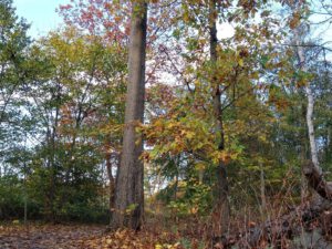 Der Ewaldsee in Gelsenkirchen Resser Mark im Oktober 2020