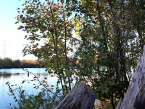 Der Ewaldsee in Gelsenkirchen Resser Mark im Oktober 2020