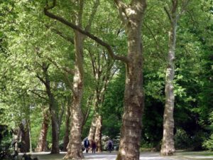 Gelsenkirchen Altstadt Stadtgarten im Mai 2020