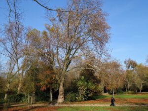 Der Stadtgarten in Gelsenkirchen Altstadt im November 2020