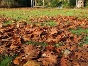 Gelsenkirchen Altstadt Stadtgarten im November 2020