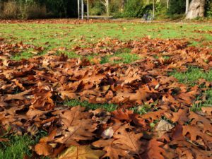 Der Stadtgarten in Gelsenkirchen Altstadt im November 2020