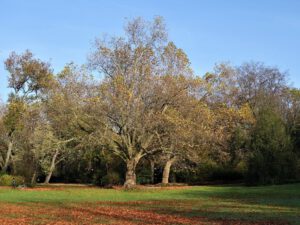 Gelsenkirchen Altstadt Stadtgarten im November 2020