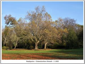 Der Stadtgarten in Gelsenkirchen Altstadt im November 2020