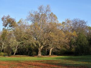 Der Stadtgarten in Gelsenkirchen Altstadt im November 2020