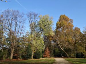 Gelsenkirchen Altstadt Stadtgarten im November 2020