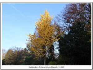 Gelsenkirchen Altstadt Stadtgarten im November 2020