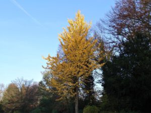 Der Stadtgarten in Gelsenkirchen Altstadt im November 2020