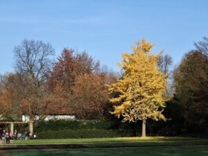 Gelsenkirchen Altstadt Stadtgarten im November 2020