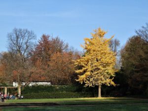 Der Stadtgarten in Gelsenkirchen Altstadt im November 2020