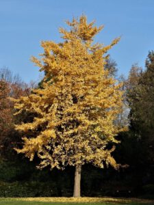 Gelsenkirchen Altstadt Stadtgarten im November 2020