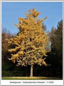 Der Stadtgarten in Gelsenkirchen Altstadt im November 2020