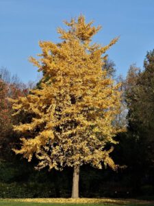 Der Stadtgarten in Gelsenkirchen Altstadt im November 2020