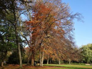 Gelsenkirchen Altstadt Stadtgarten im November 2020