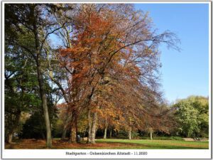 Der Stadtgarten in Gelsenkirchen Altstadt im November 2020