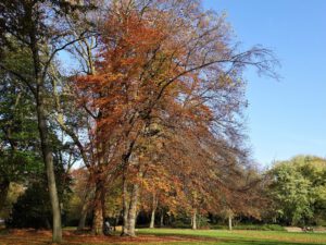 Der Stadtgarten in Gelsenkirchen Altstadt im November 2020