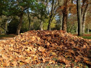 Gelsenkirchen Altstadt Stadtgarten im November 2020