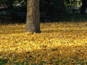 Gelsenkirchen Altstadt Stadtgarten im November 2020