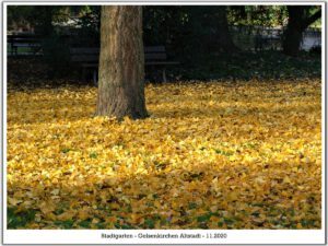 Der Stadtgarten in Gelsenkirchen Altstadt im November 2020