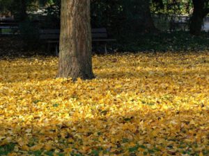 Der Stadtgarten in Gelsenkirchen Altstadt im November 2020