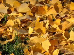 Gelsenkirchen Altstadt Stadtgarten im November 2020