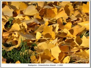 Der Stadtgarten in Gelsenkirchen Altstadt im November 2020
