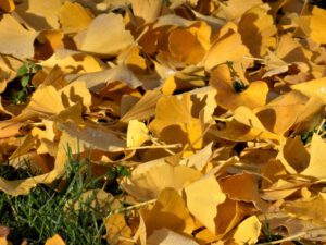 Der Stadtgarten in Gelsenkirchen Altstadt im November 2020